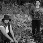 Hortícolas Tarijeños, una apuesta a lo colectivo