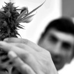UNLP: luz verde para cultivar cannabis con fines científicos