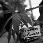 Apuntes‌ ‌sobre‌ ‌la‌ ‌ley‌ ‌de‌ ‌cannabis‌ ‌medicinal‌