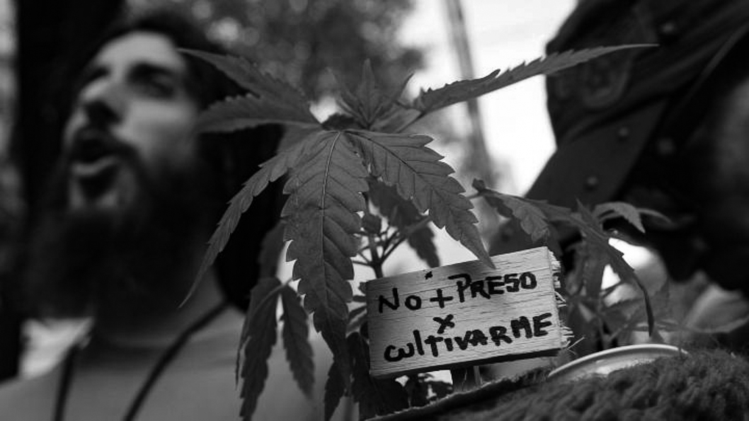 ley-cannabis-medicinal-cultivo
