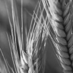La aprobación del primer trigo transgénico del mundo es Argentina
