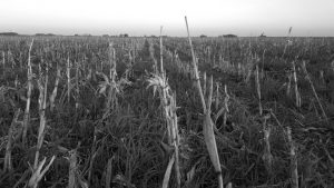 ¿Se puede masificar la producción agroecológica? El caso del terrateniente argentino que eliminó los químicos y redujo sus costos un 60 %