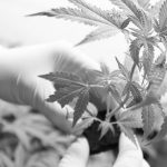 Autocultivo de cannabis: el que quiere verde que le cueste