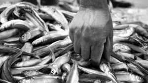 Las concentraciones de mercurio y arsénico en peces del embalse Río Tercero podrían afectar la salud de quienes los consumen