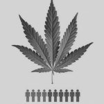 Crece la aceptación del cannabis con fines medicinales e industriales