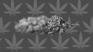 cannabis-medicinal-reprocann-porro