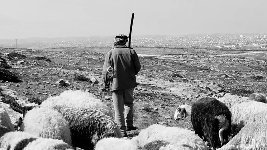 Palestina Hebro rebaño ovejas la-tinta