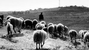Palestina Hebron pastor rebaño ovejas la-tinta