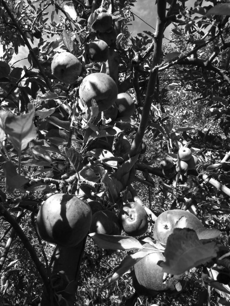 manzanas-alimentación-ultraprocesados-fruta-agronegocio-2