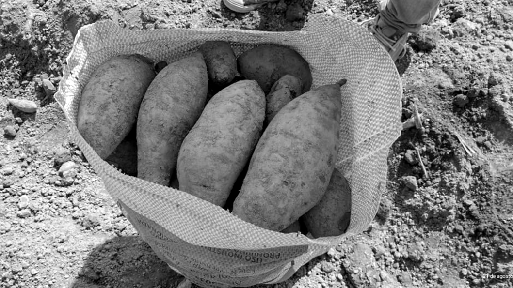 Batatas para la inclusión alimentaria