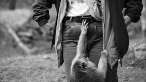 Monos y manadas: gestos y opacidad