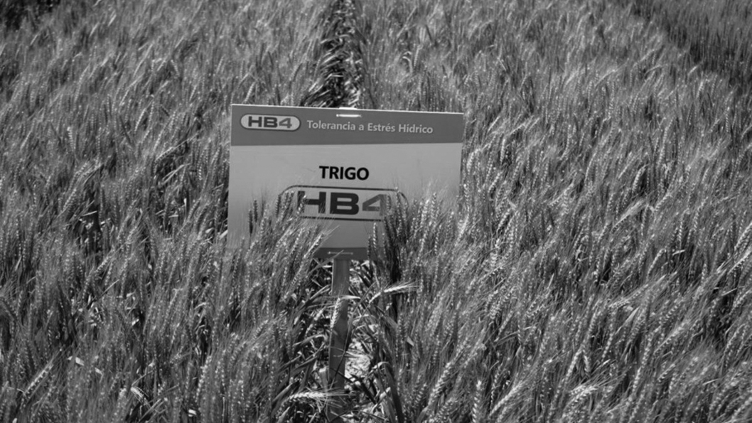 trigo-HB4-transgénico