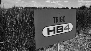trigo-HB4-transgénico-3