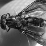 Cooperativas criarán la mosca soldado negra, que recicla residuos y genera biodiésel