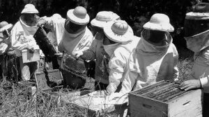 abejas-apicultura-miel-productor-campo-3