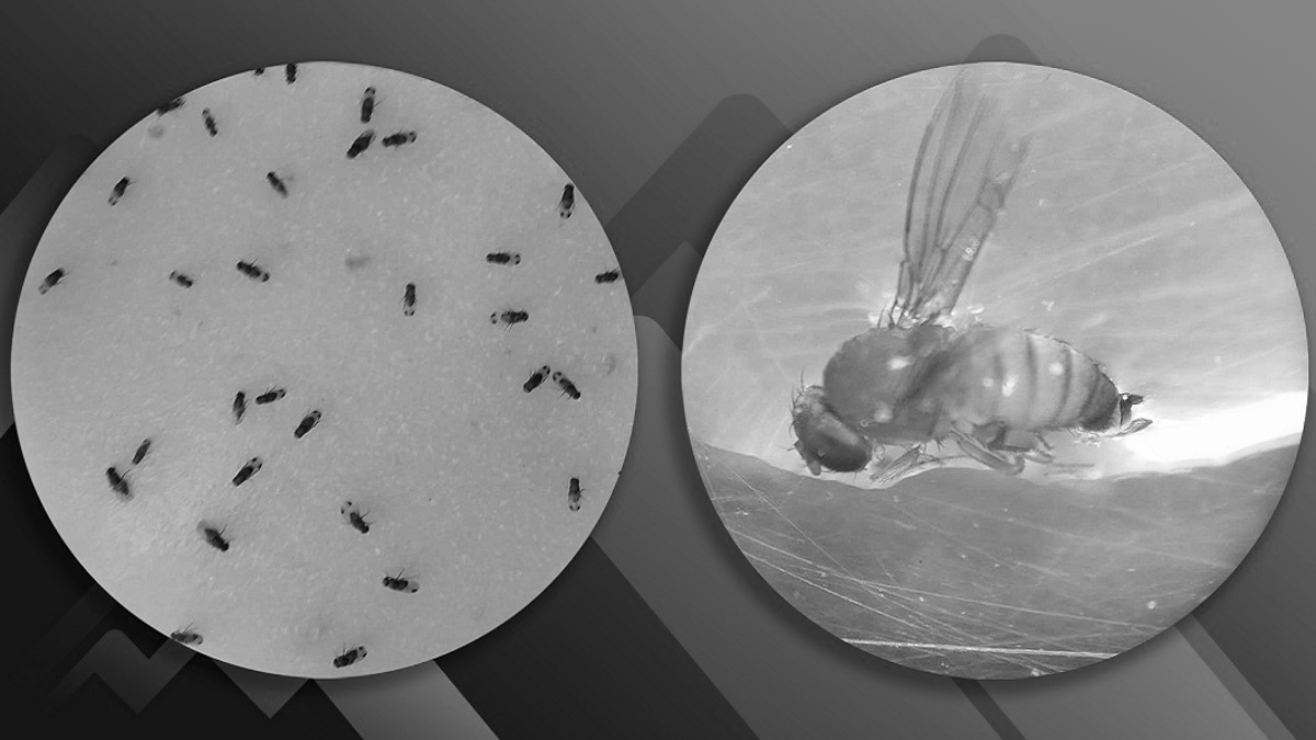 conicet-investigadores-laboratorio-tucuman-insectos-plagas