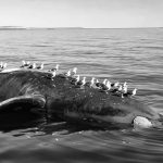 La muerte de las ballenas francas australes, una alerta marítima sobre el colapso
