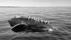 ballenas-muertas-chubut