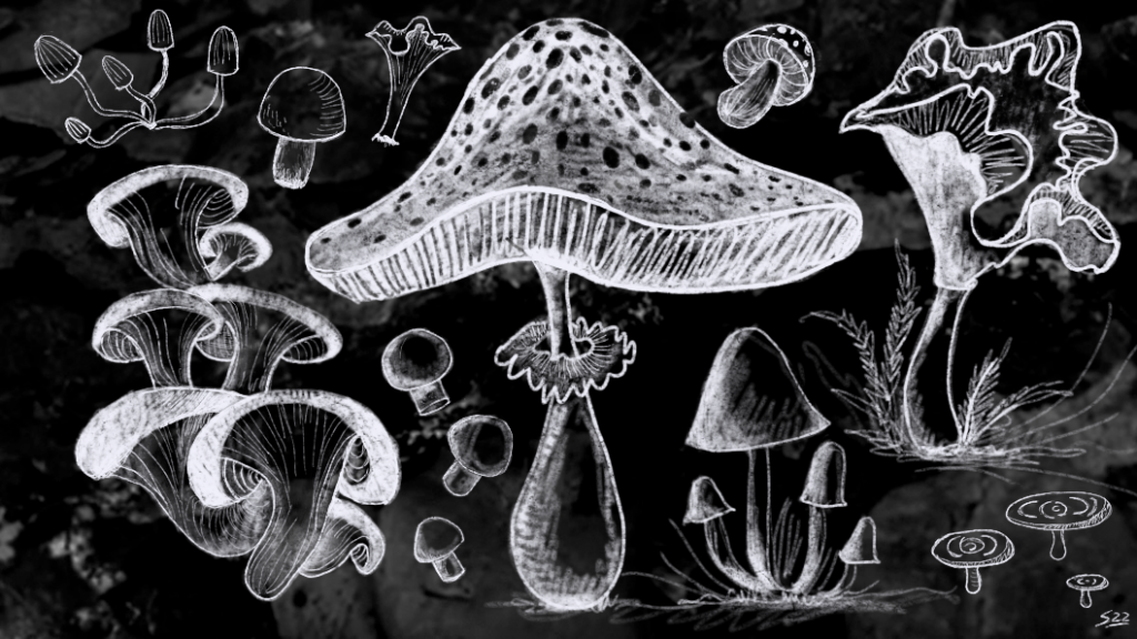 ilustración-hongos-funga