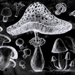 El fascinante mundo de la Funga