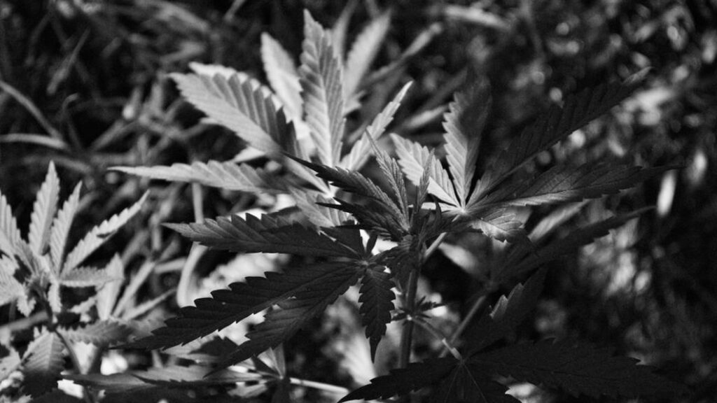 cannabis-medicinal-2