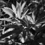 Cannabis: medicina ancestral y nuevos desafíos