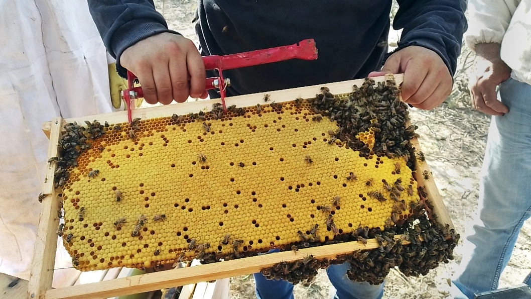 zanganos-miel-apicultura-cooperativa