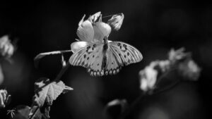 malvavisco-mariposa-plantas-nativas