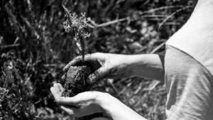 jardineros-sin-fronteras-bosque-ambiente-ecología