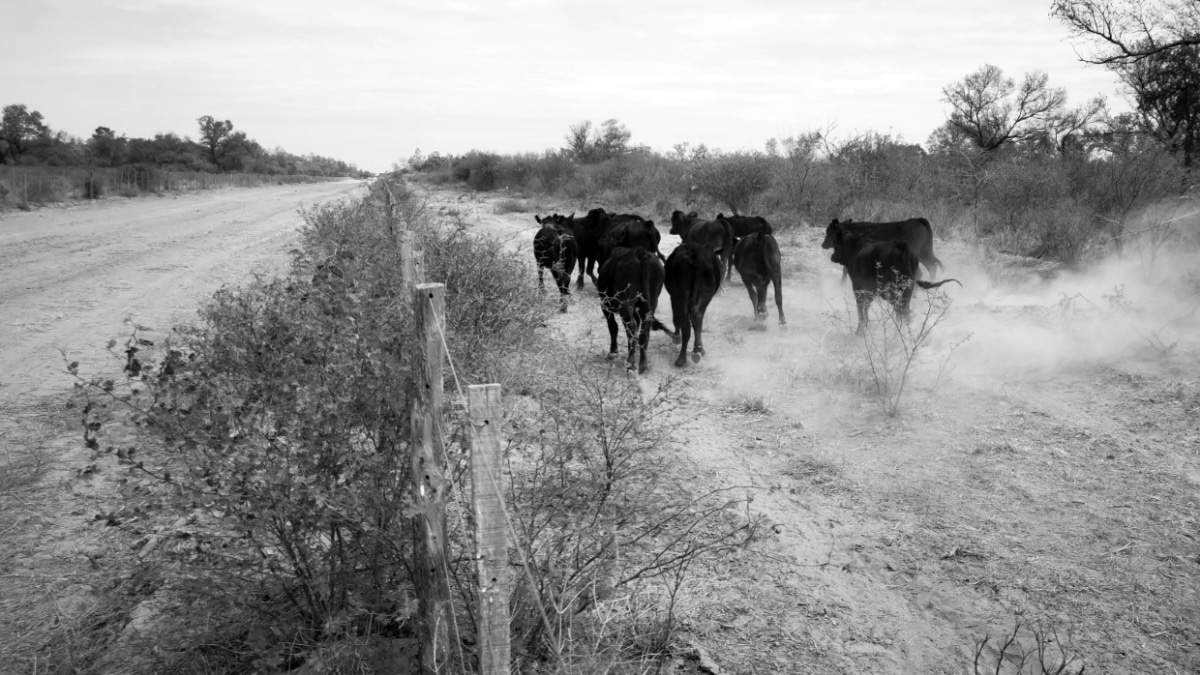 Especialistas tildan de “tendencioso” el informe de la Sociedad Rural que apunta contra la Ley de Bosques