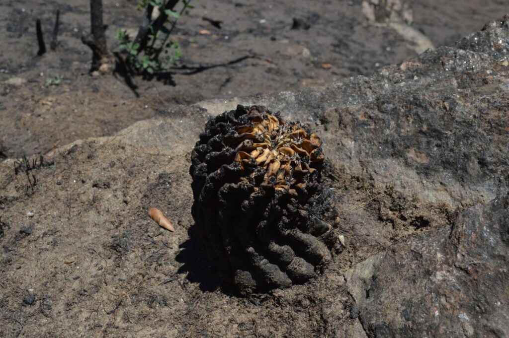 incendios-pocho-cordoba-cactus