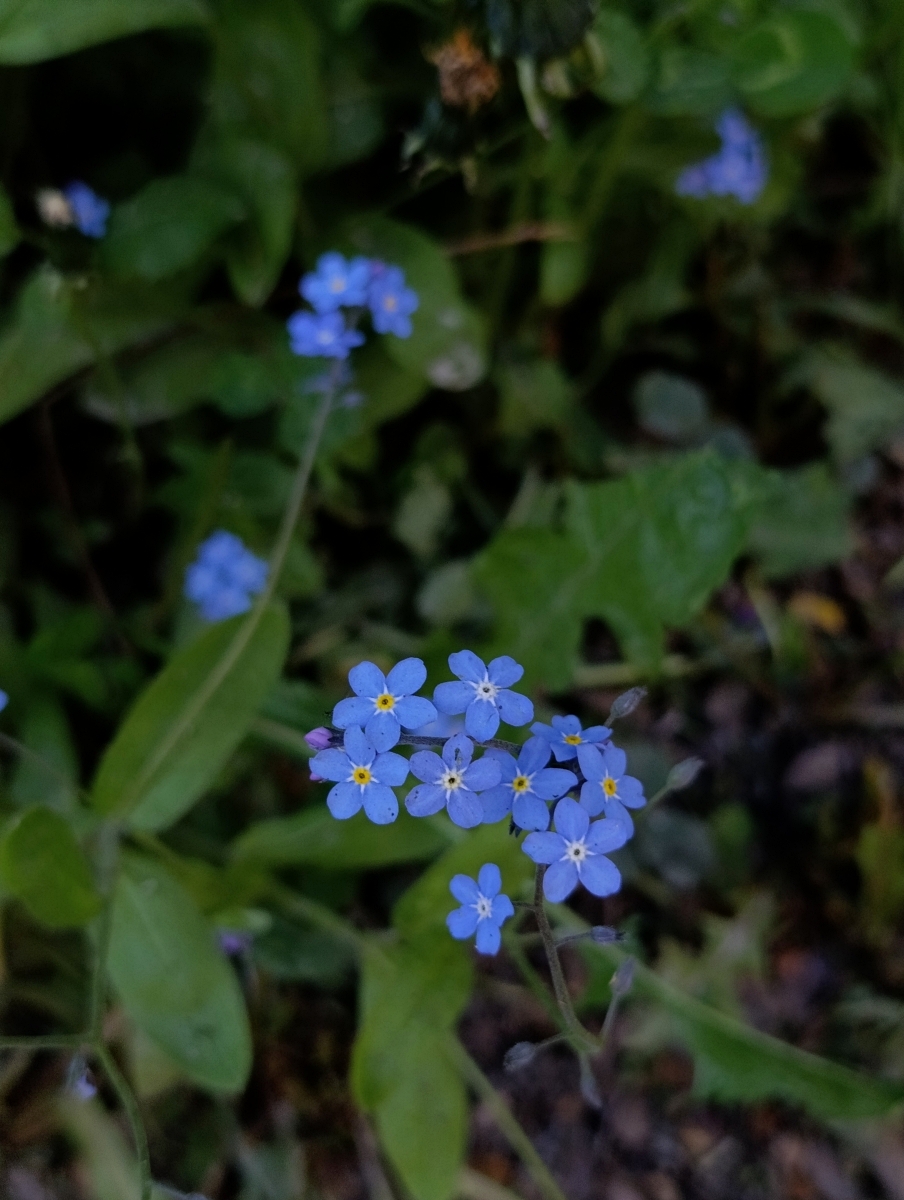 flor-forma-escritura-no-me-olvides