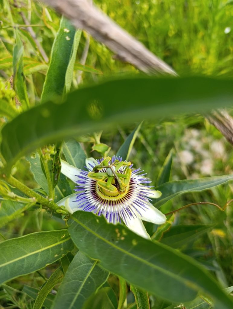 flor-forma-escritura-pasionaria