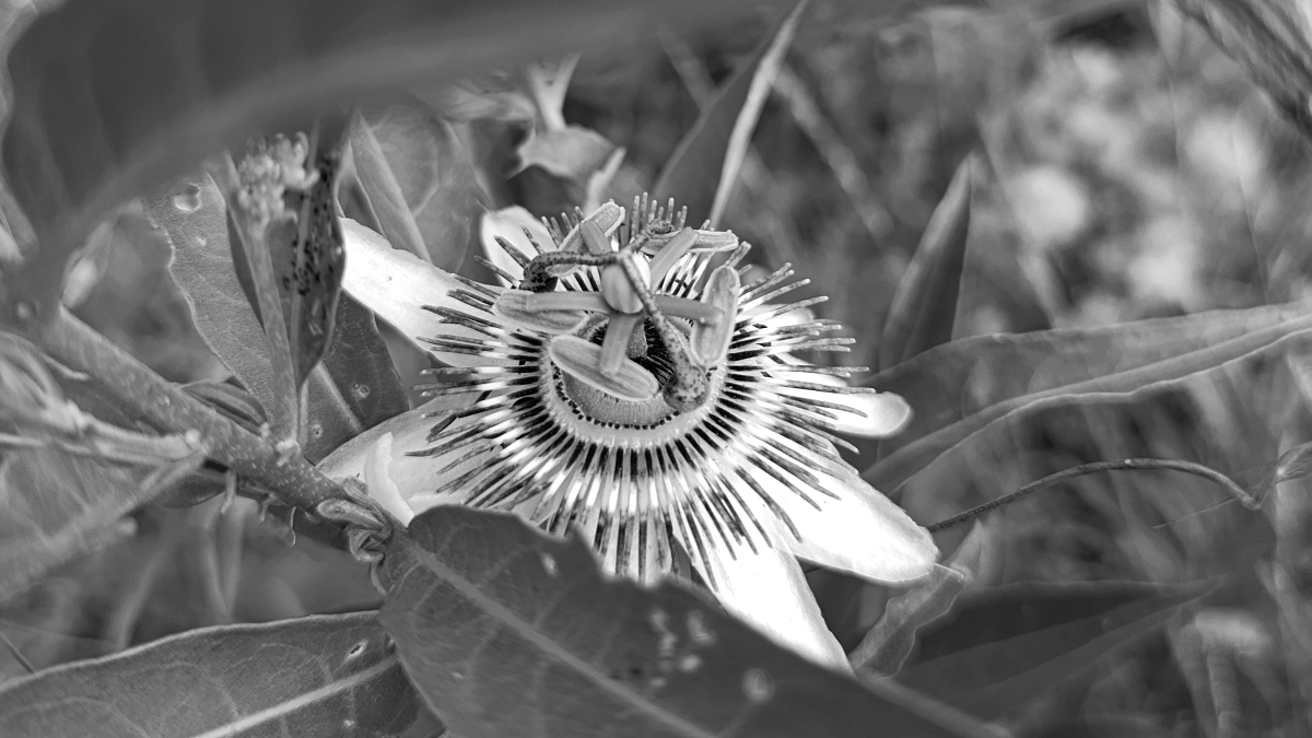 La flor es la pura forma