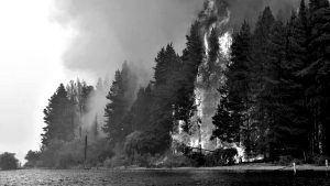 incendios-chubut-patagonia-pinos-portada
