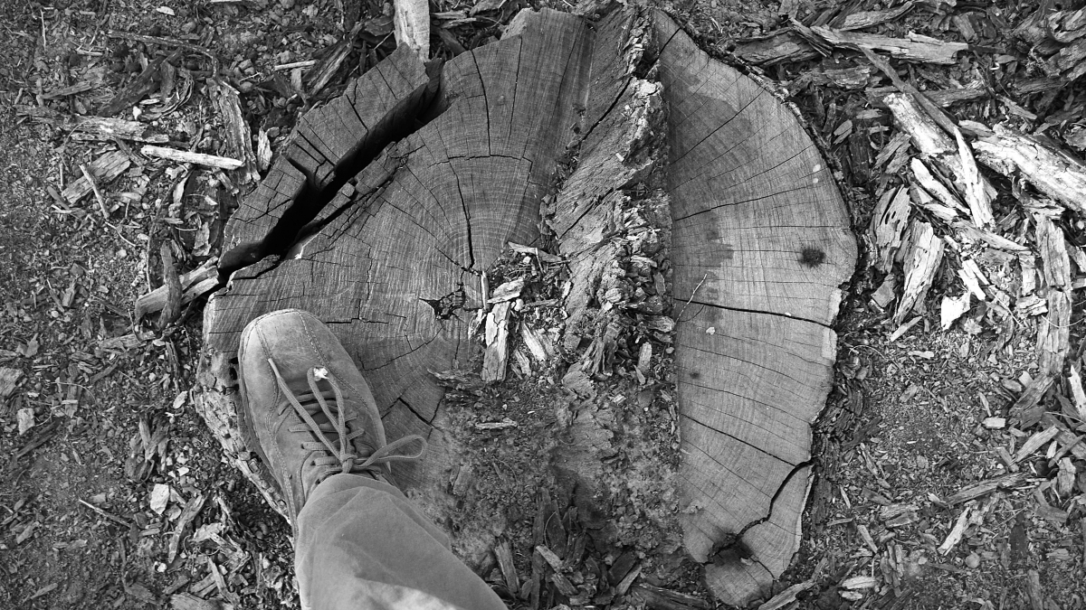 ley-bosque-nativo-portada